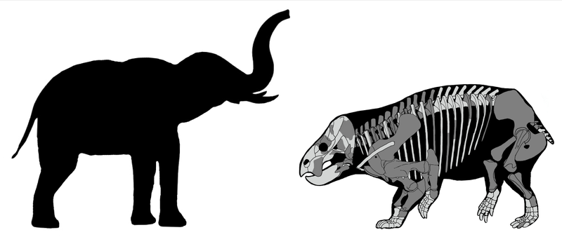 Comparison of Lisowicia bojani to a modern elephant.